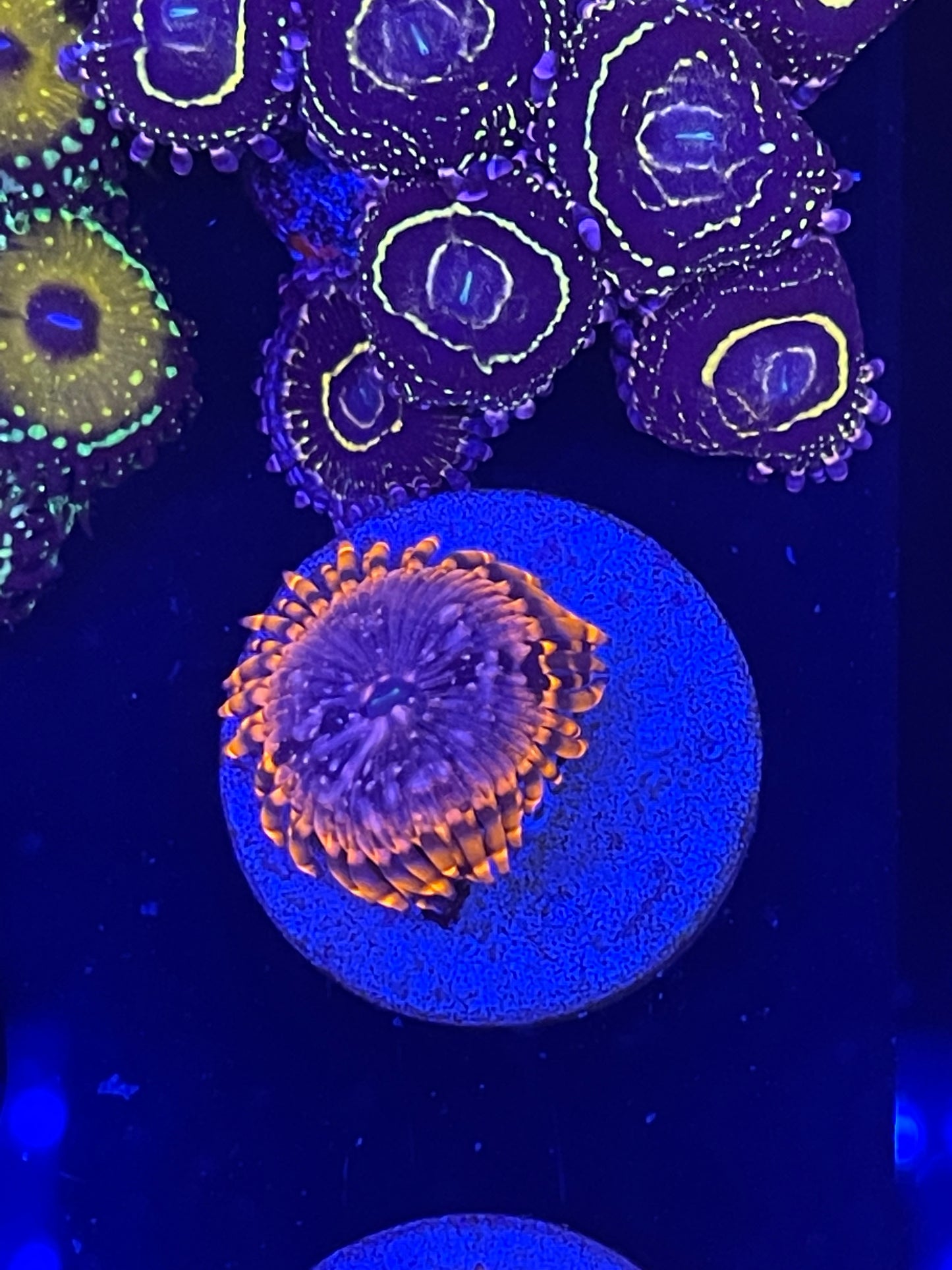 Utter Chaos Zoanthid