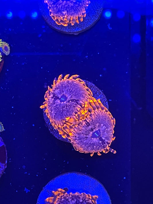 Utter Chaos Zoanthid