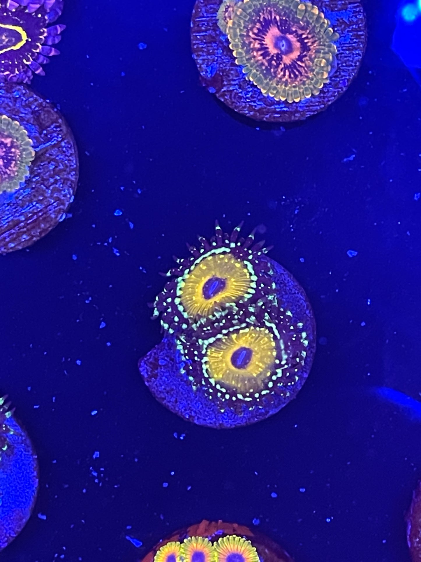Godbeast Zoanthid