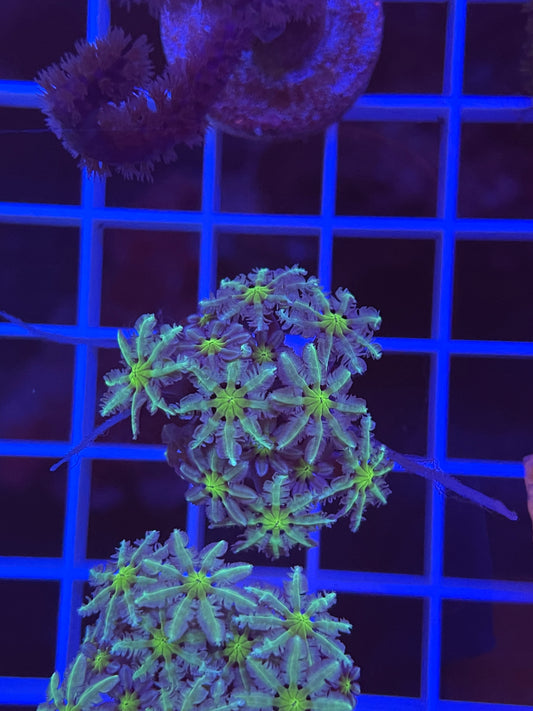 Pipe Organ Coral