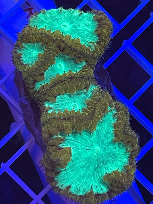 Permafrost Blasto (Vivida)