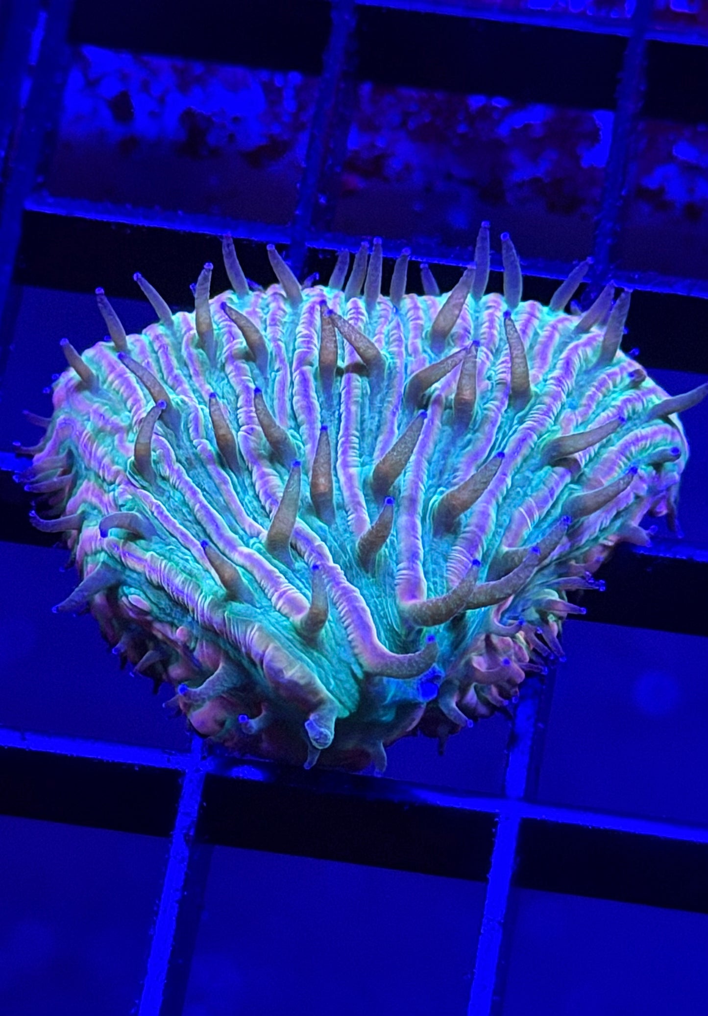 Loompa Oompa Fungia Plate