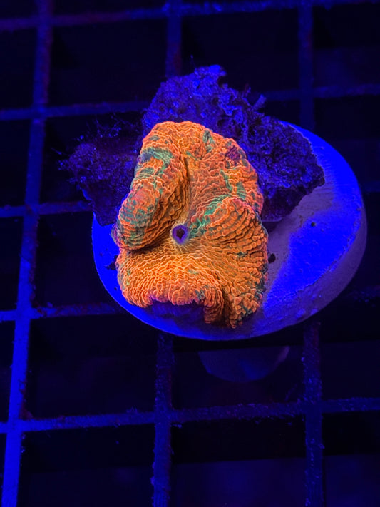 Eclectus Mushroom Coral