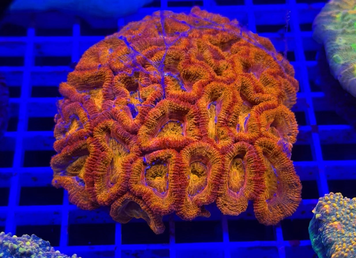 Orange Crush Aussie Acan Colony
