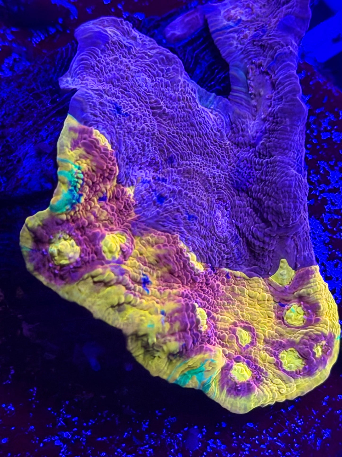 Spliced & Naturally Grafting Rainbow Chalice
