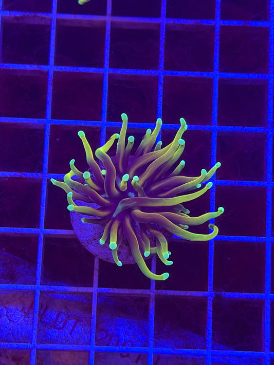 Dragon Soul Torch Coral
