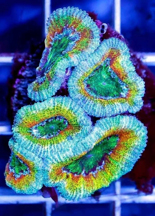 TPZ Yellowstone Aussie Acan