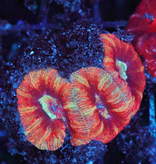 Candyland Asian Acan