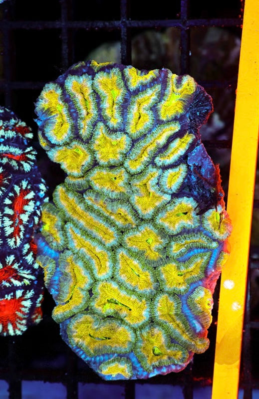Lemon Head Aussie Acan Mini Colony