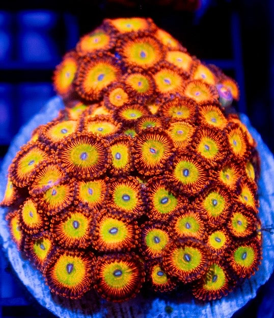 Candy Apple Orange Zoa