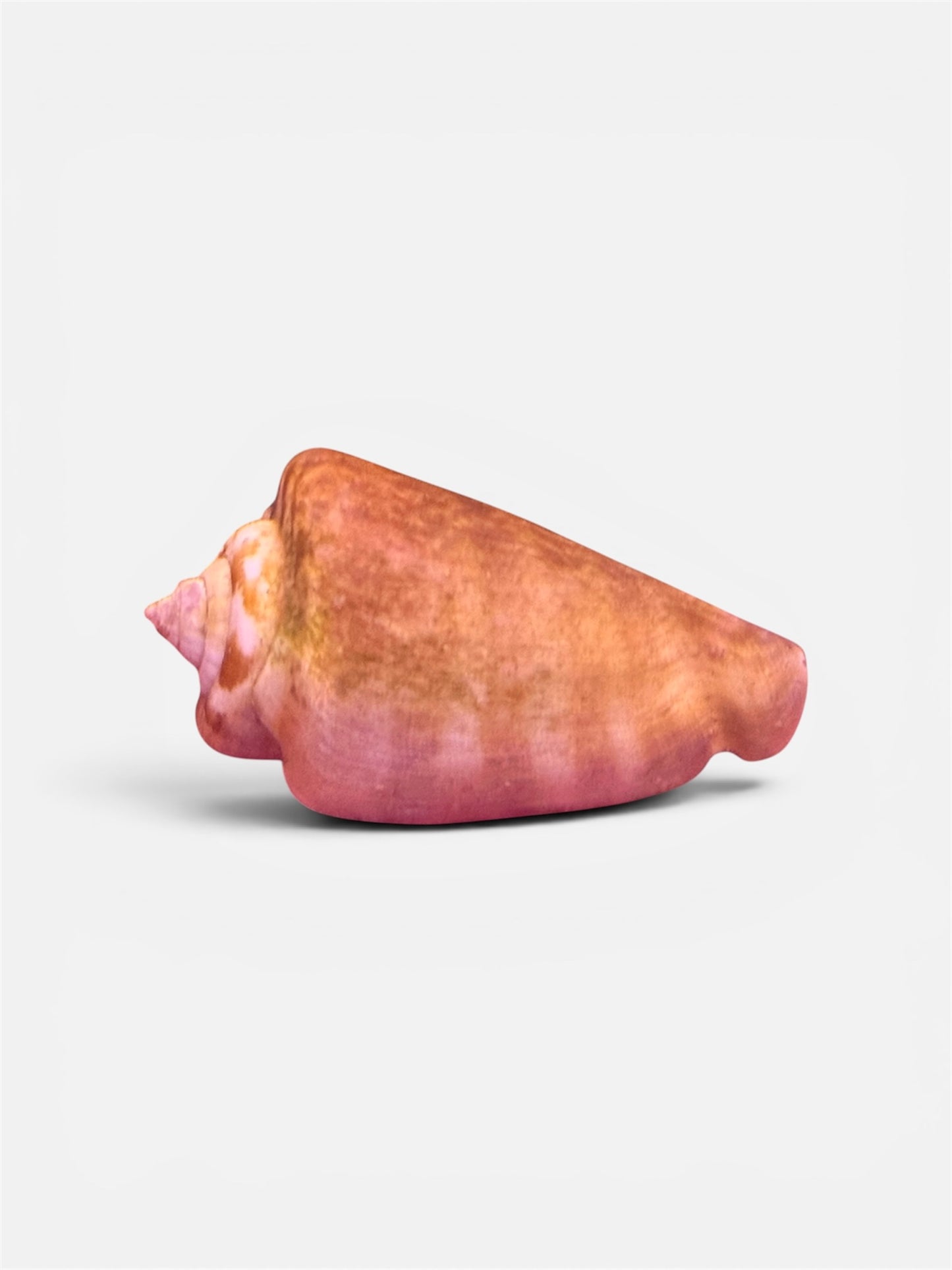 Fighting Conch