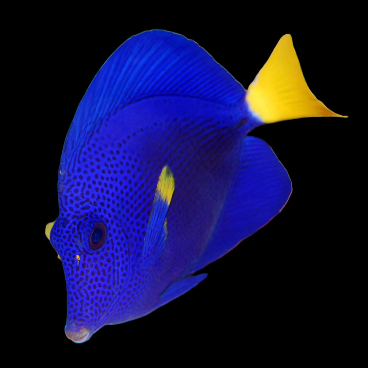 Biota CB Purple Tang