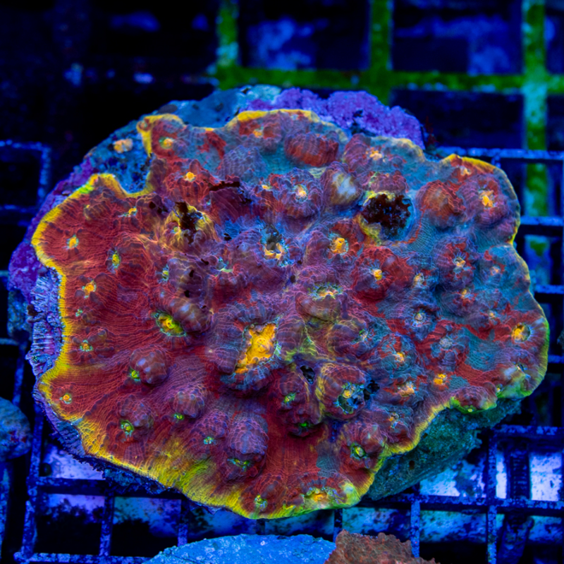 TPZ Dante's Inferno Rainbow Chalice