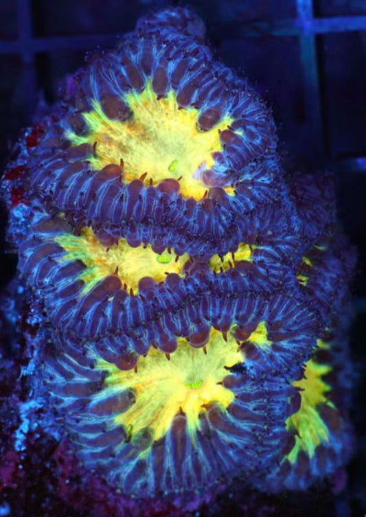 Double Midas Pool Blasto (Vivida)