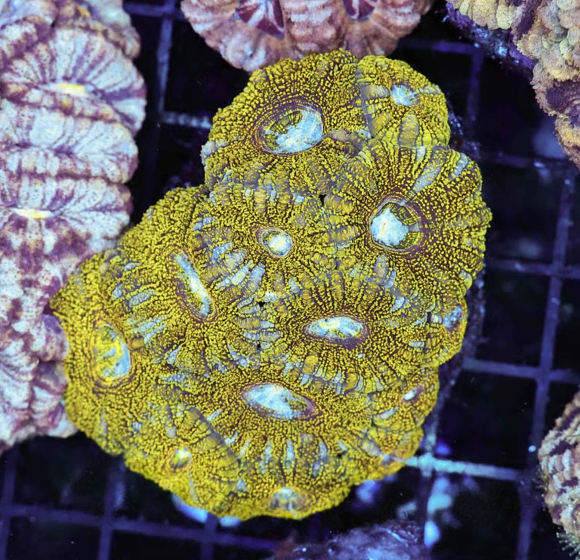 Disco Ball Glitter Acan