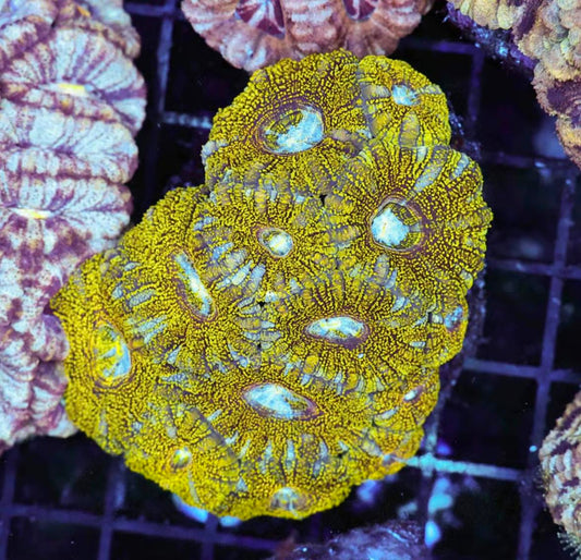 Disco Ball Glitter Acan