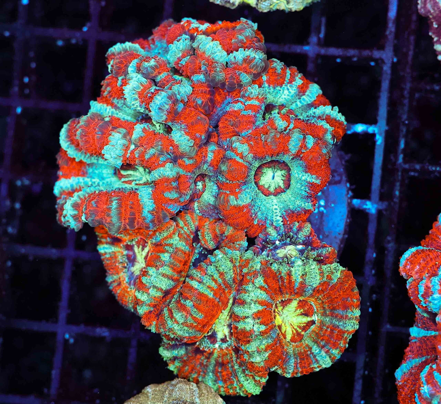 Asian Acan Garden
