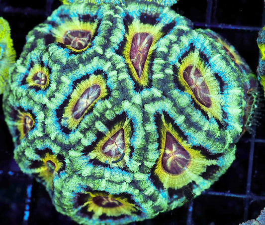 Watermelon Ice Asian Acan