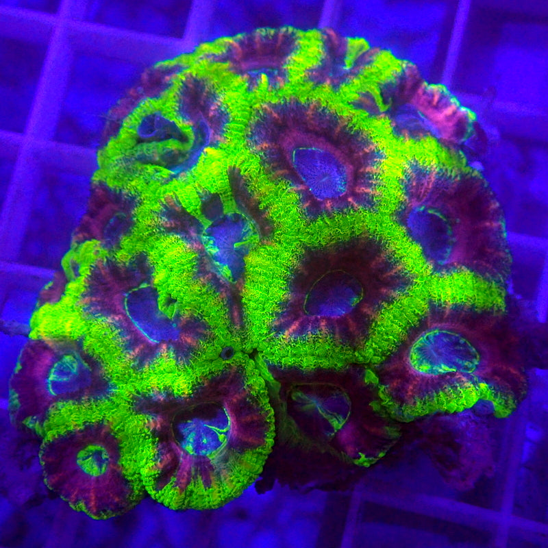 Miguel Acan Preorder