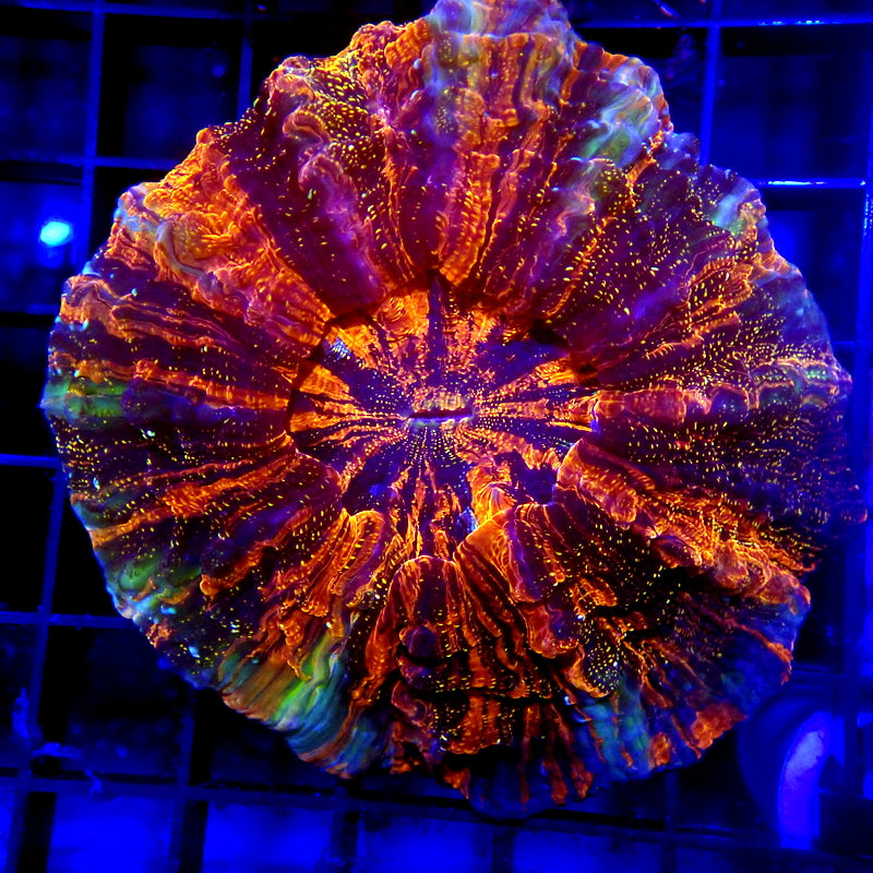 Rainbow Glitter Ultra Premuim Acantho