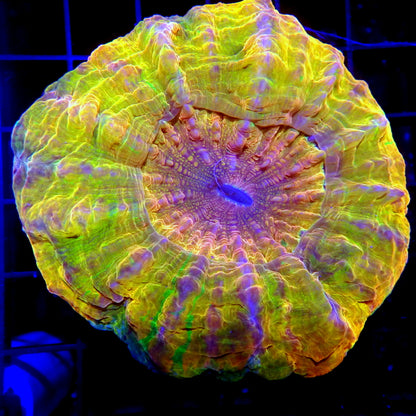 Yellow Metallic Ultra Premuim Acantho