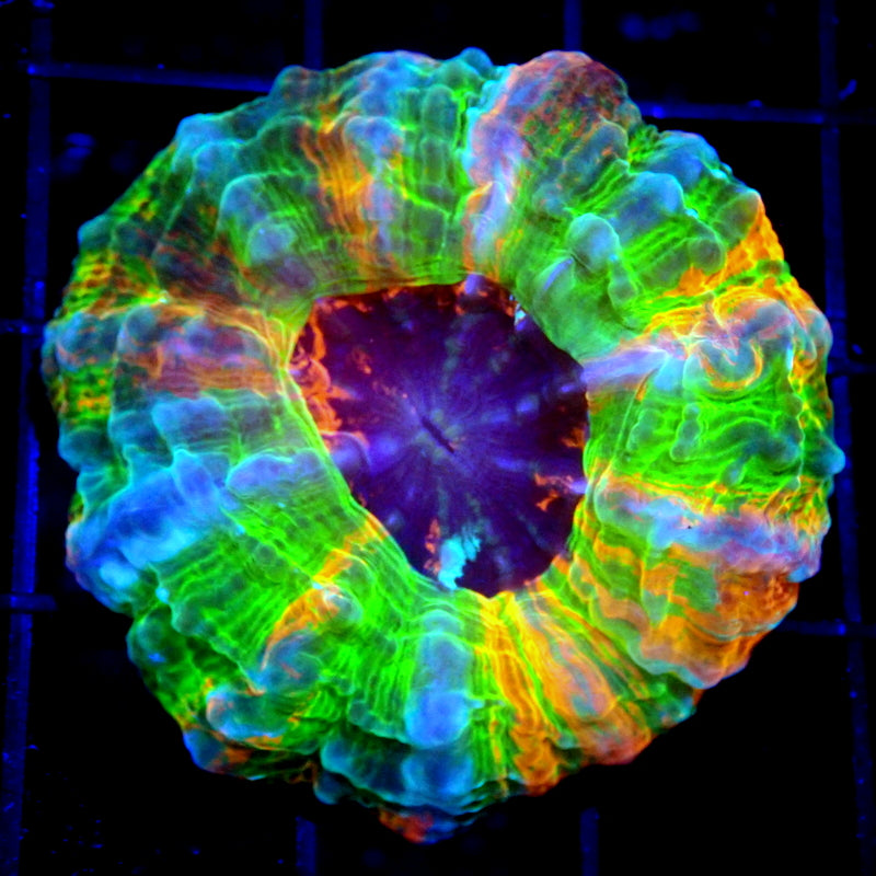 Ultra Primium Matallic Acantho