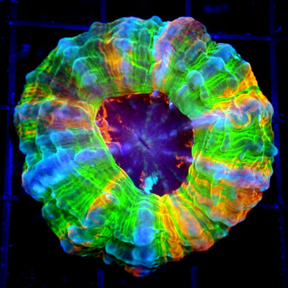 Ultra Primium Matallic Acantho