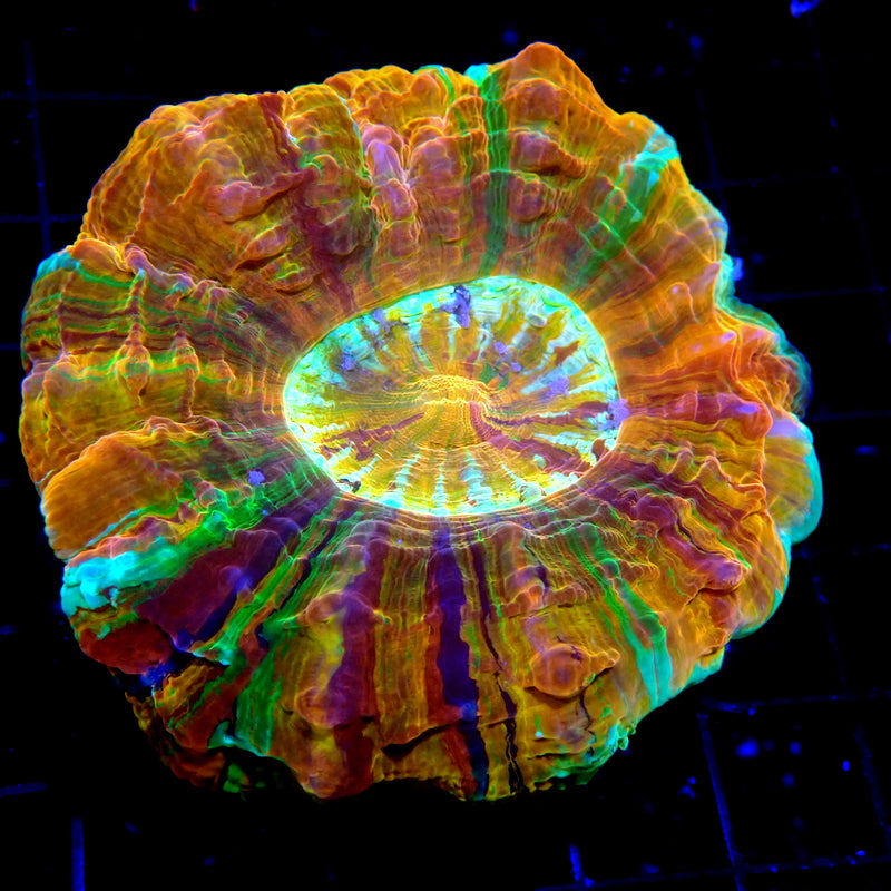 Rainbow Metallic Ultra Premuim Acantho