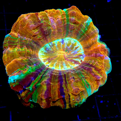 Rainbow Metallic Ultra Premuim Acantho