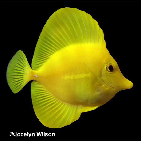 Biota CB Hawaiian Yellow Tang