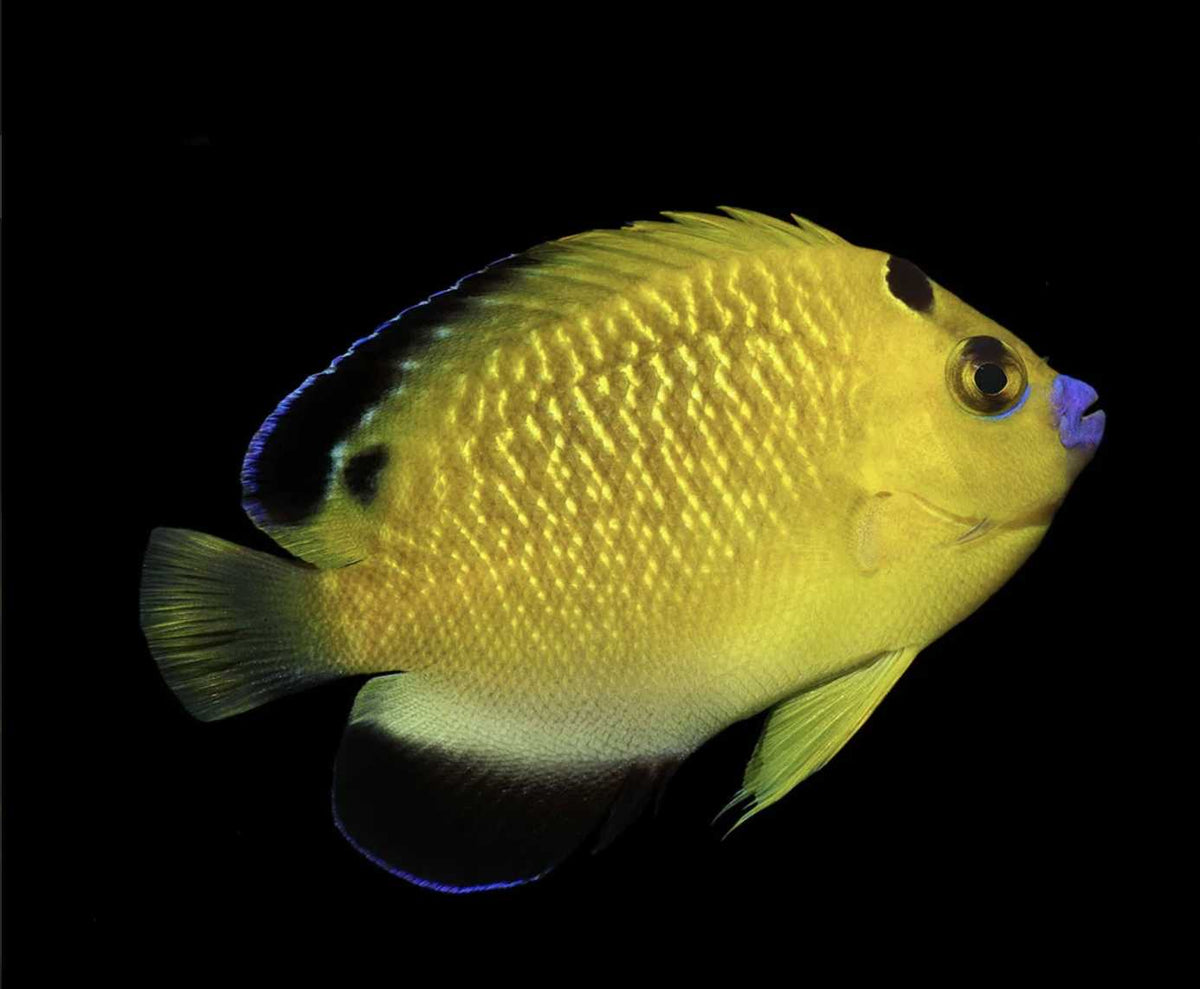 Biota CB Goldflake Angelfish