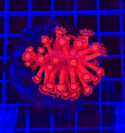Neon Pink Goni