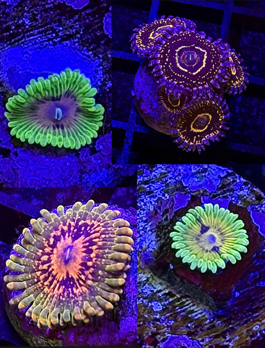 ZOA PACK: