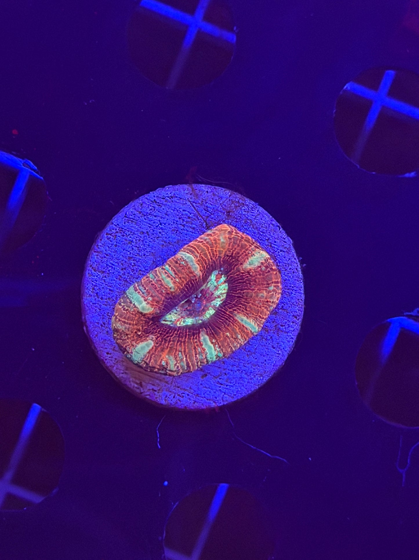 Candyland Asian Acan