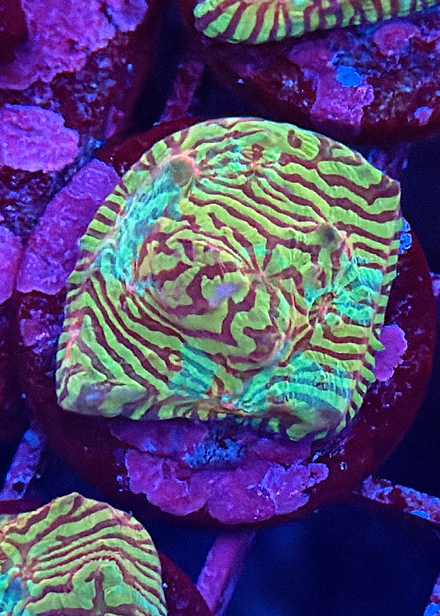 Mata Hari Rainbow Convict Chalice