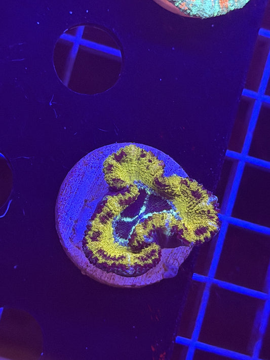 Snakeskin Acan