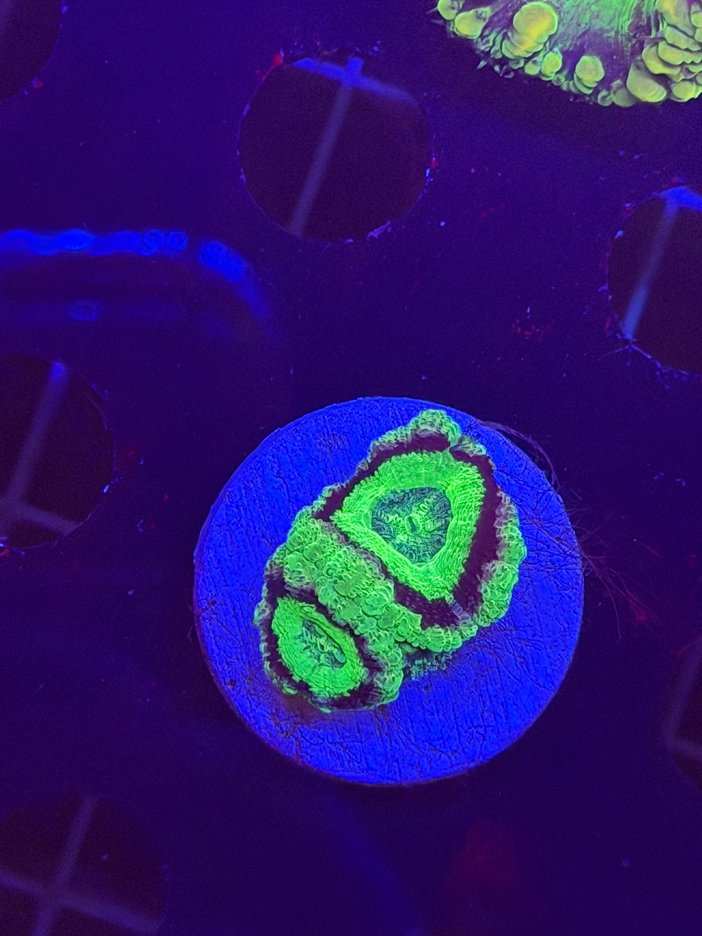 The Green Lantern Asian Acan