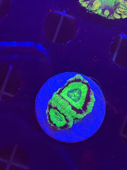 The Green Lantern Asian Acan