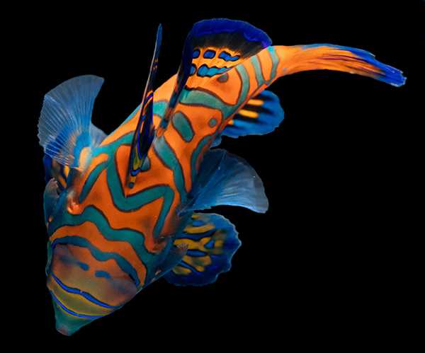 Biota CB Blue Mandarin Fish