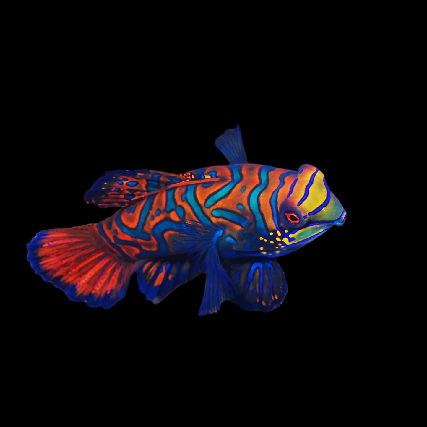 Biota CB Blue Mandarin Fish
