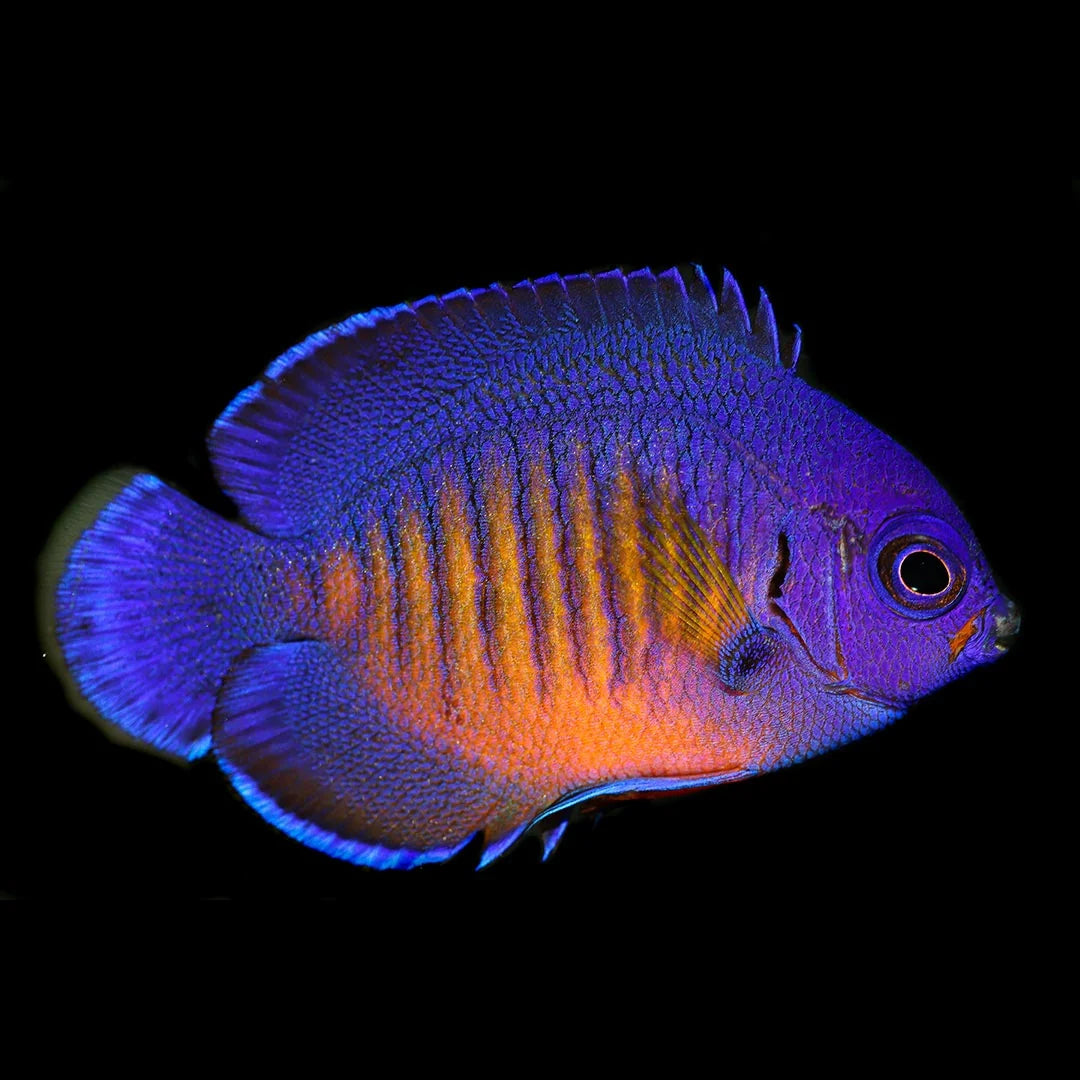 Biota CB Coral Beauty Angelfish