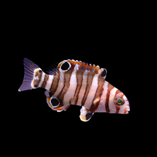 Biota CB Harlequin Tuskfish