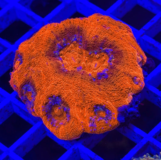 Orange & Marooned Bowerbanki
