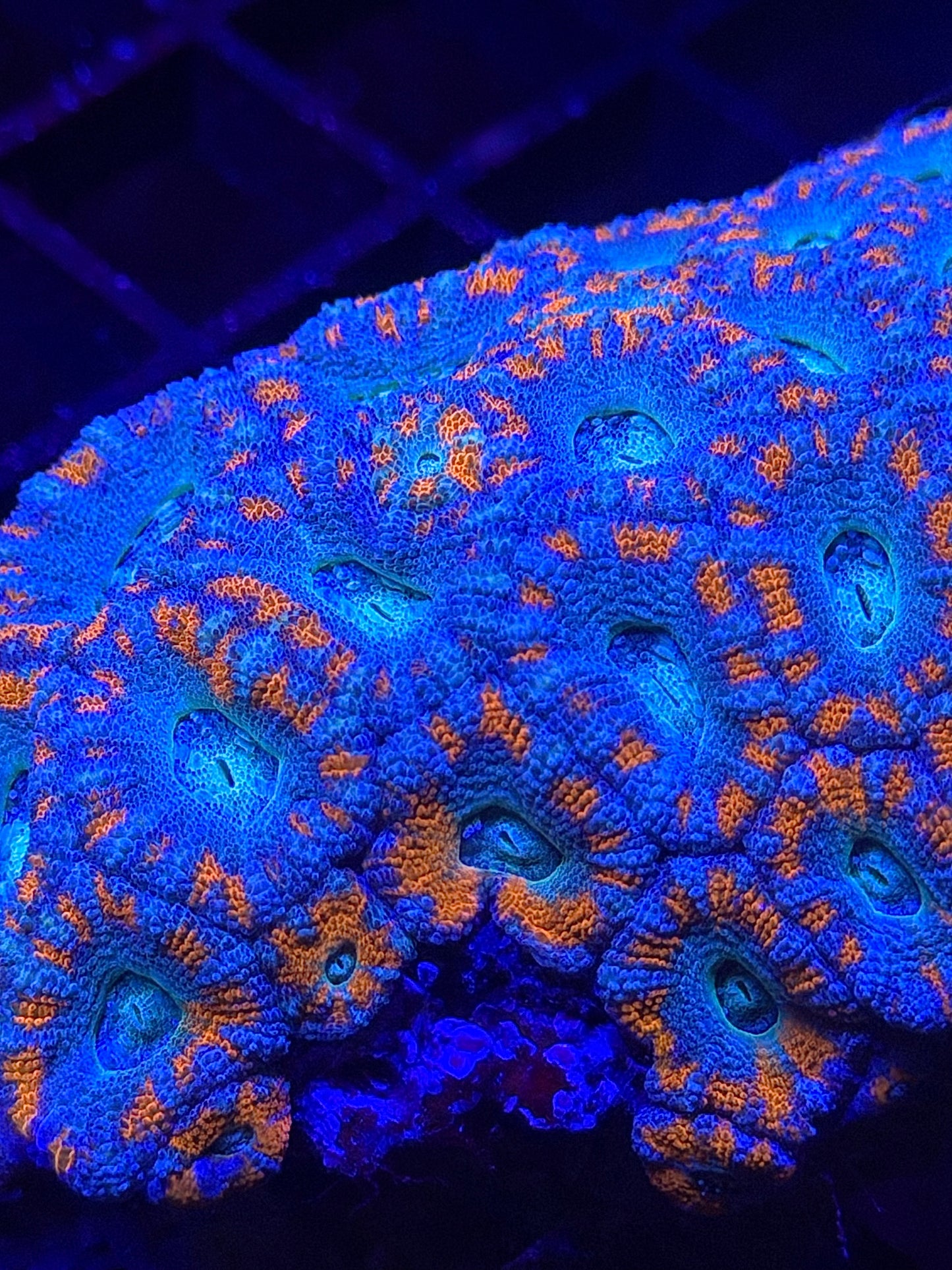 TPZ Blue Lagoon Asian Acan