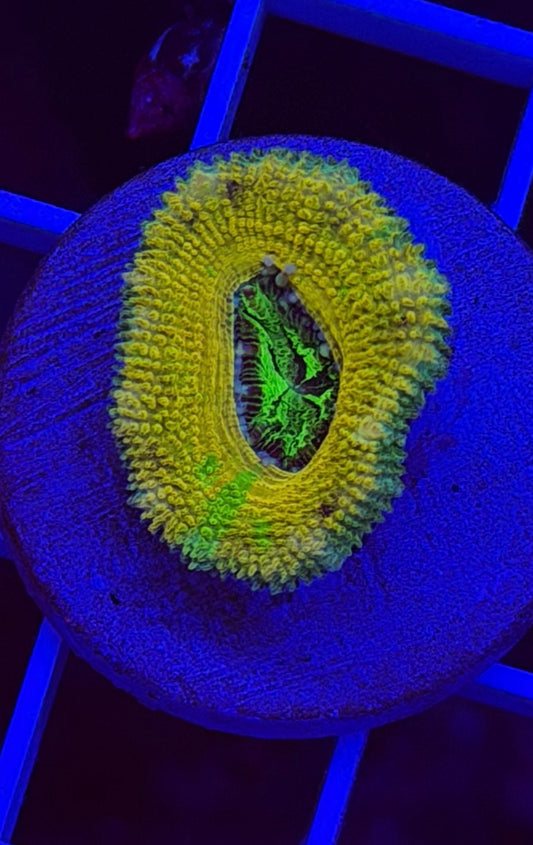 Lemon Head Aussie Acan