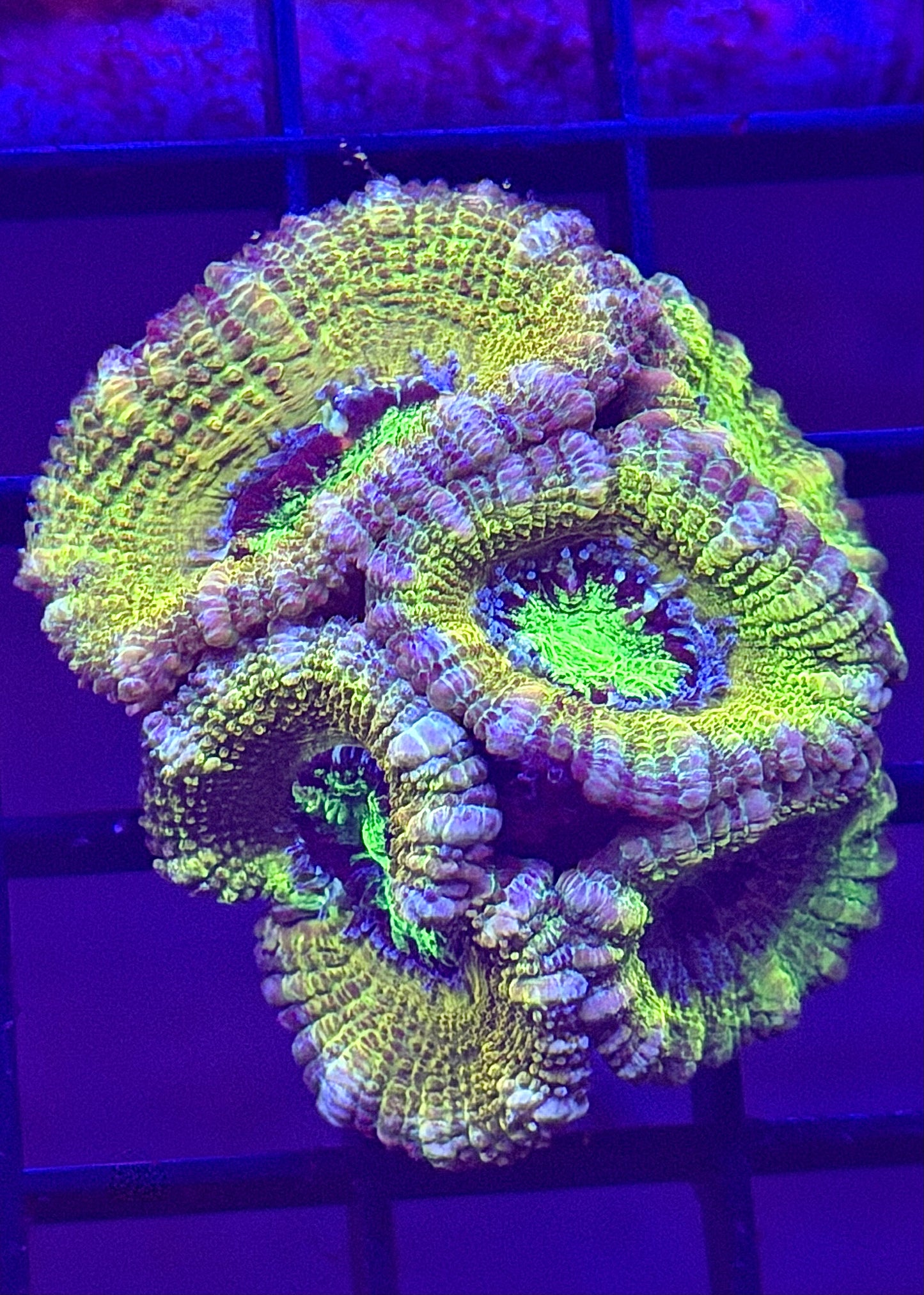 Lemon Head Aussie Acan Mini Colony