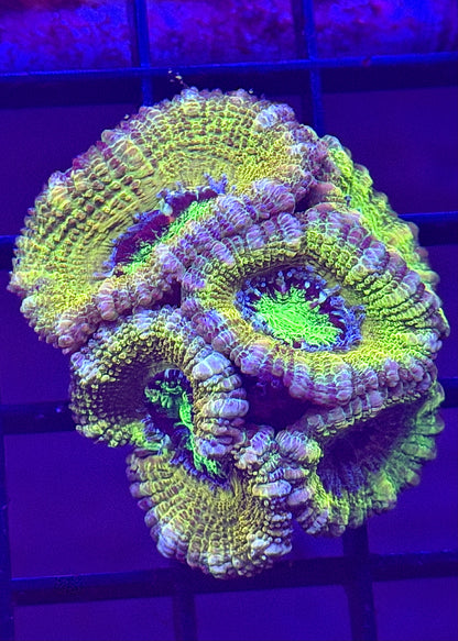 Lemon Head Aussie Acan Mini Colony