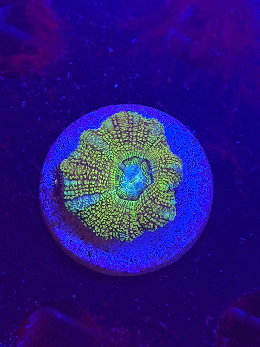 Disco Ball Glitter Acan