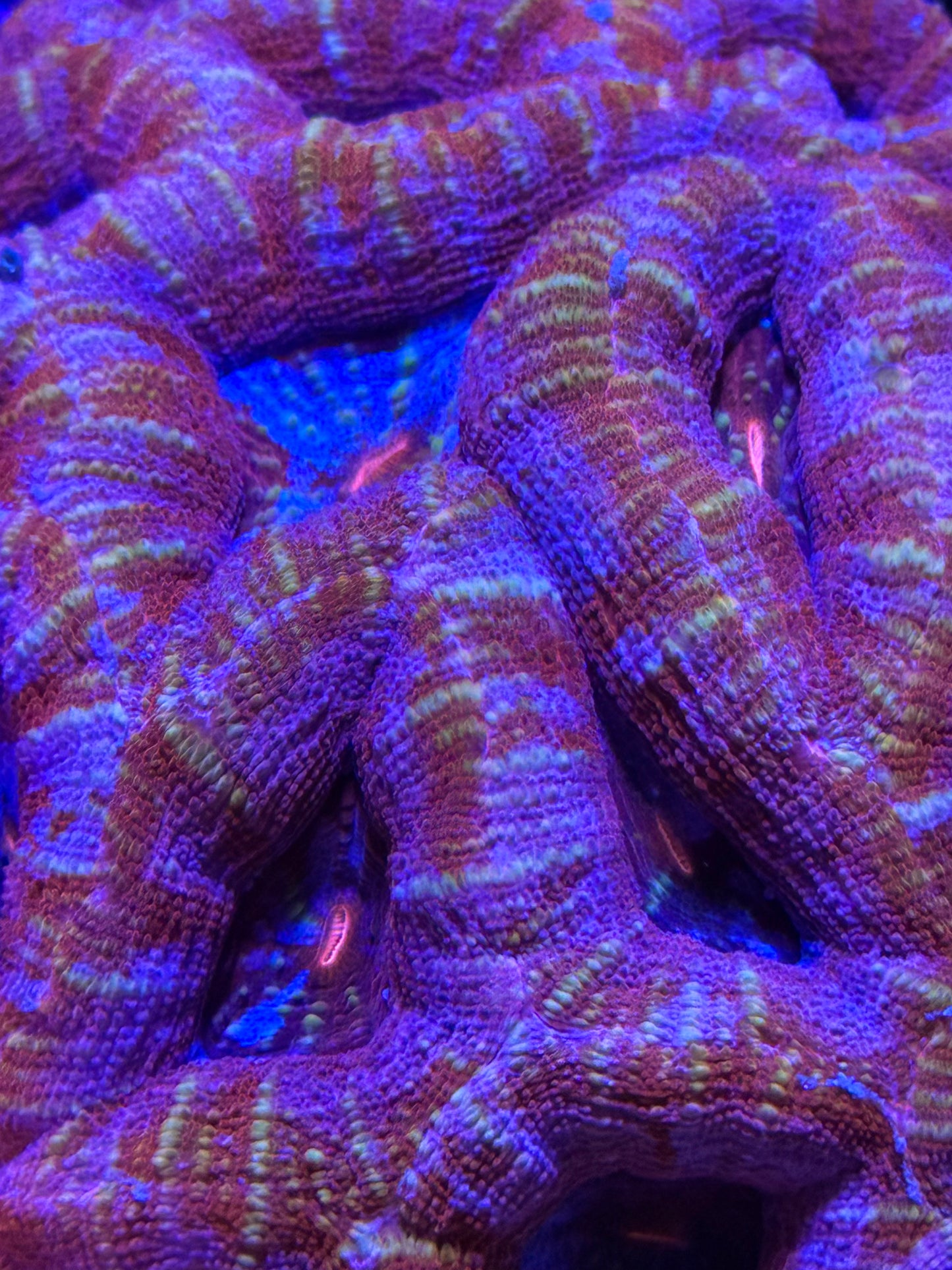 Frost Bite Bowerbanki Colony