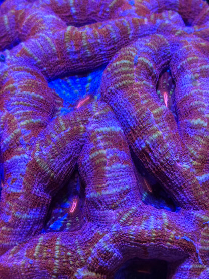 Frost Bite Bowerbanki Colony